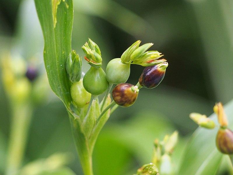 Les applications alcooliques de la plante médicinale COIX LACRYMA-JOBI