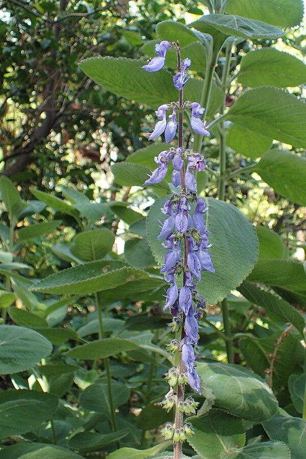 Les applications alcooliques de Plectranthus barbatus : un trésor de la nature