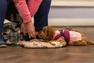 Top 10 Tips for a Successful Dog Training Session