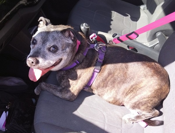 How Do I Stop My Dog Getting Car Sick?