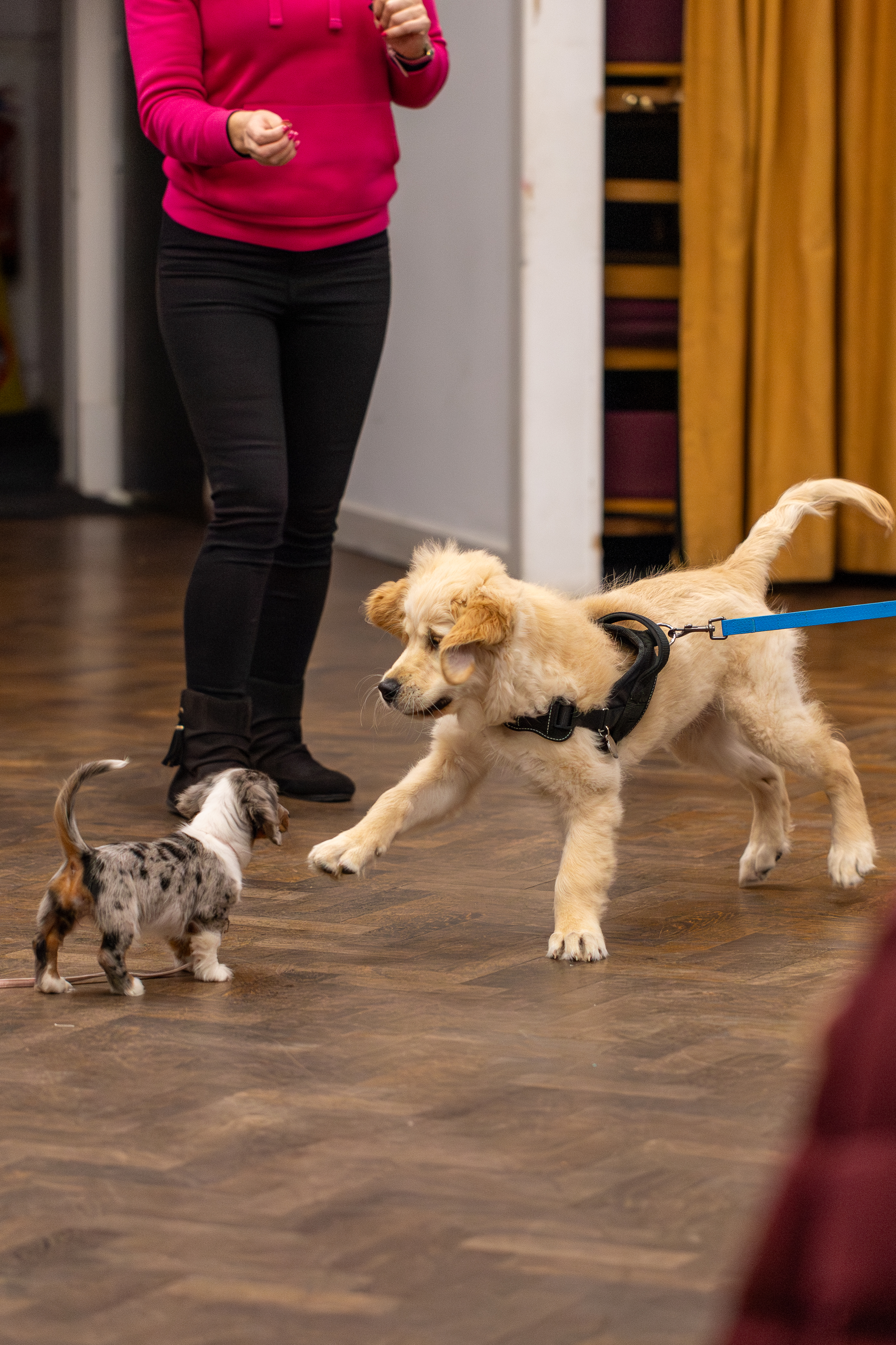 Pitfalls of Puppy Play Parties