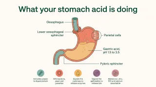 Low Stomach Acid Symptoms + How To Do The Burp Test At Home