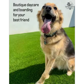 Daily Dog Daycare Schedule: Enrichment and Fun Awaits!