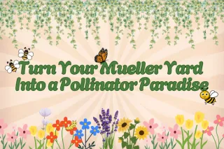 Turn Your Mueller Yard Into a Pollinator Paradise This Spring