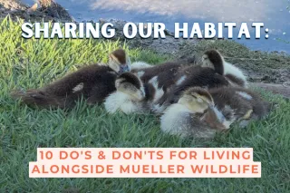 Sharing Our Habitat: 10 Do's & Don'ts for Living Alongside Mueller Wildlife