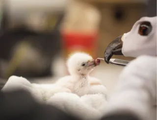 “The eagle has landed”: First hatching of African fish eagle chick