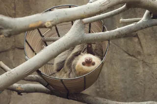 Fort Worth Zoo Announces a New Resident and the Rebirth of the Oldest Complex at the Zoo