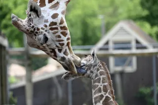 Giraffe Born Right Before Mother’s Day