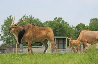 African Safari Wildlife Park Welcomes Giant Eland Calf