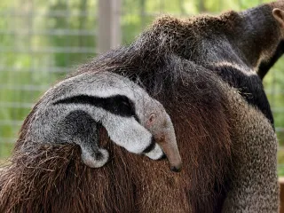 Rare Giant Anteater Born at Tanganyika Wildlife Park