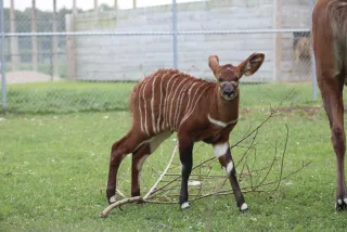 African Safari Wildlife Park Welcomes Critically Endangered Eastern Bongo Calf