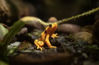 New Luck Gives the Panamanian Golden Frog A Step Toward the Wild
