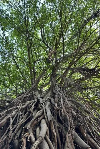 פורים של עונג