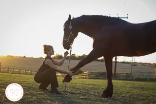 Horse Paddock Management After Drought: Your Grass Is Not Dead, Your Ground Is Shut