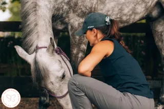 Work with the horse you have today