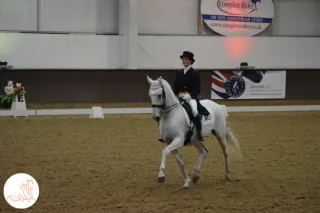 Decoding the Canter Lead: Why Masking Symptoms Almost Cost a Racehorse His Career