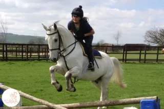 When a Horse Trips, What Is It Really Telling You?