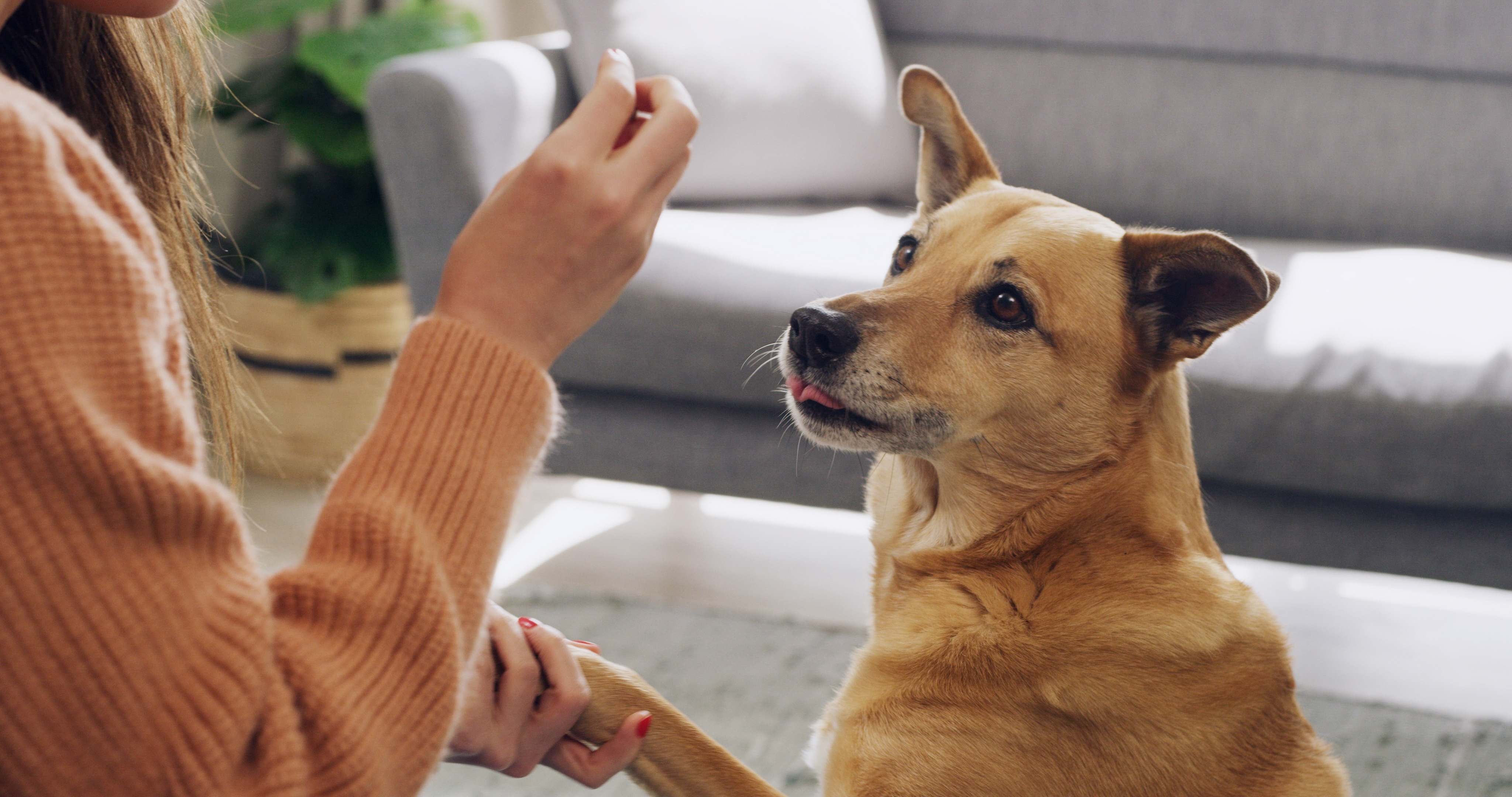 What is Day Training?