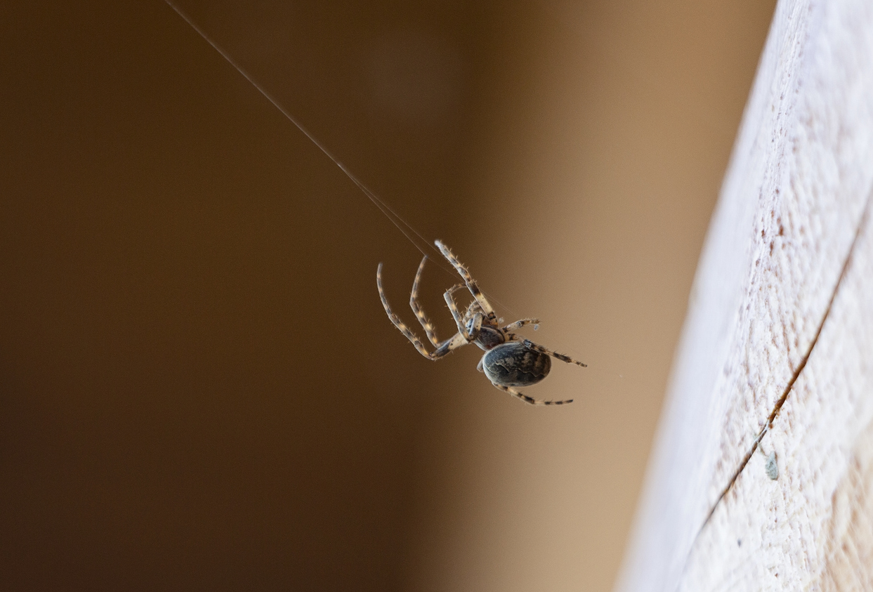 April – Spiders – A Recent Job & What I’m Seeing in Corpus Christi Homes
