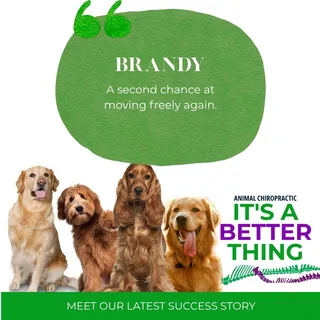 Brandy: A Second Chance at Mobility
