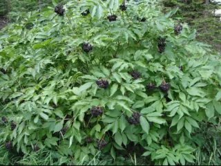 Medicinal & Edible Landscape Plants for Utah
