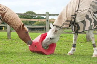 When the Grass Disappears: Rethinking Enrichment for the Horse in Front of Us
