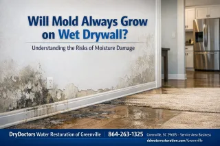 Will Mold Always Grow on Wet Drywall in Greenville, SC?