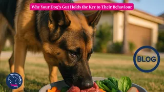 Why Your Dog’s Gut Holds the Key to Their Reactive Behaviour