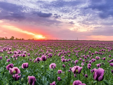 Planting a Field of Loving Kindness