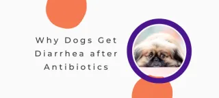 Why Dogs Get Diarrhea After Antibiotics