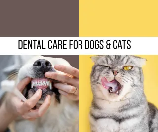 Dental Care for Dogs and Cats: Simple Natural Ways to Keep Teeth Healthy at Home