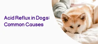 Acid Reflux in Dogs: Common Causes