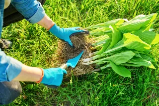 Why Your Mid-Back Catches When You Breathe Deep After Spring Yard Cleanup in Pleasant Grove