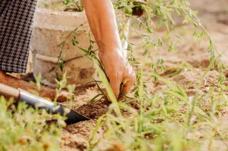 Why Your Elbow Feels Sharp and Stiff After Pulling Weeds and Squeezing Hand Pruners All Weekend