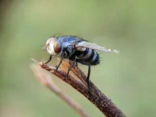 Eliminate Drain Flies: Gold Coast Home Guide