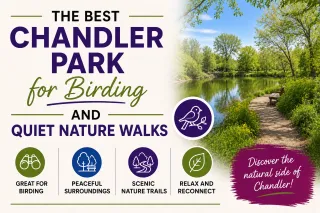 The Best chandler Park for Birding and Quiet Nature Walks