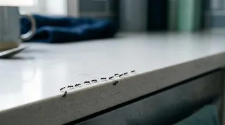 Ant Prevention Tips: 11 Natural and Proven Strategies
