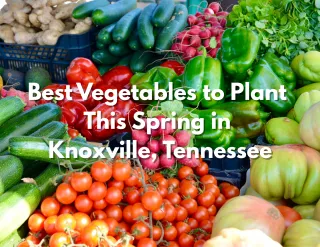 Best Vegetables to Plant This Spring in Knoxville, Tennessee
