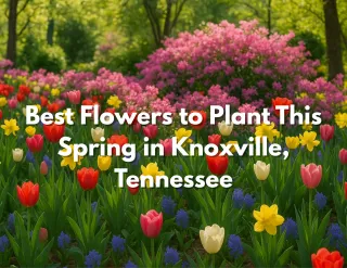 Best Flowers to Plant This Spring in Knoxville, Tennessee