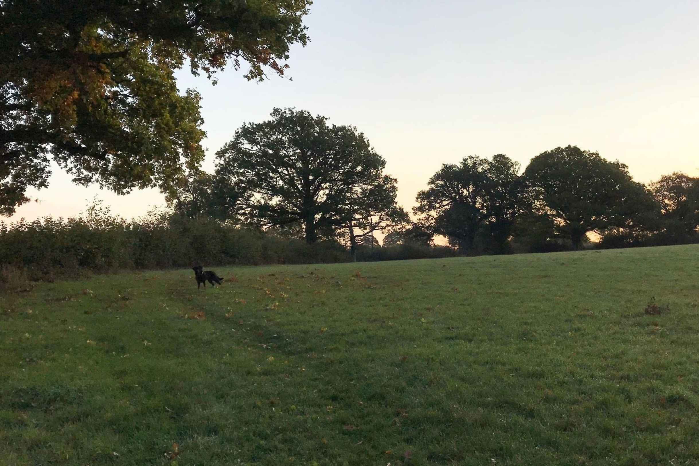 The Best Dog Friendly Walks in Tandridge