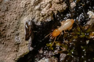 Bugged Out: Can You Replace Windows & Doors After Termite Treatment?
