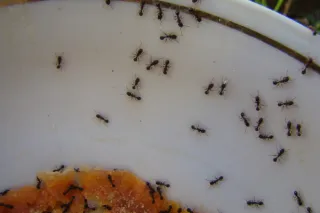 Winter Isn’t Ant-Free: How Ants Survive Cold Weather Indoors
