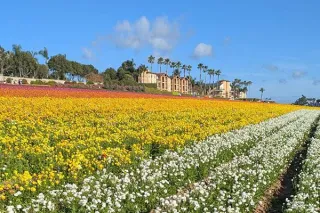 Explore Carlsbad: Relaxing Coastal Getaway