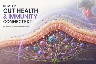 Gut Health and the Immune System: How They Connect
