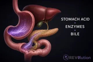  Stomach Acid, Digestive Enzymes, and Bile: How Digestion Works