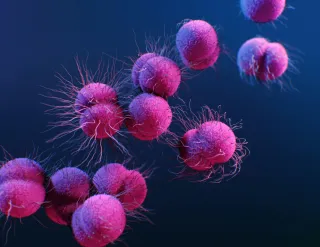 Gut Health and Autoimmune Disease: What’s the Link?
