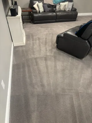 Emergency Pet Carpet Cleaning Westminster — Same Day We Showed Up