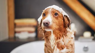 New Puppy? The UltiMUTT Survival Guide for Your First Weeks Together