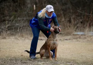 We’re Still in the Dog Training Game | Automation Dogsg Post