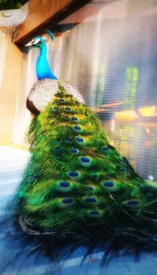 Peacocks? 🦚